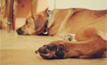 Hund liegt in einer Küche auf dem Boden und schläft
