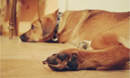 Hund liegt in einer Küche auf dem Boden und schläft