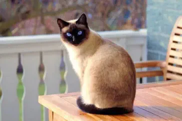 eien Katze sind auf einem Tisch, auf einem Balkon
