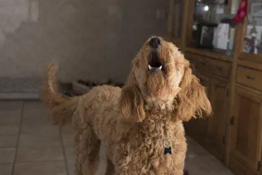 Ein Hund steht in einer Mietwohnung in der Küche und jault, die Schnauze nach oben